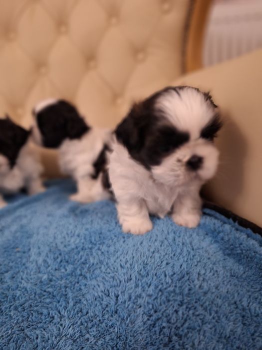 Shih tzu   szczeniaki