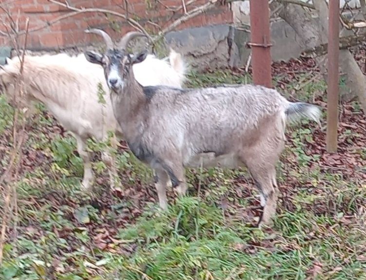 Продаємо кози первістки, козу.