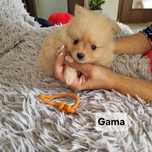 Pomeranian do rezerwacji