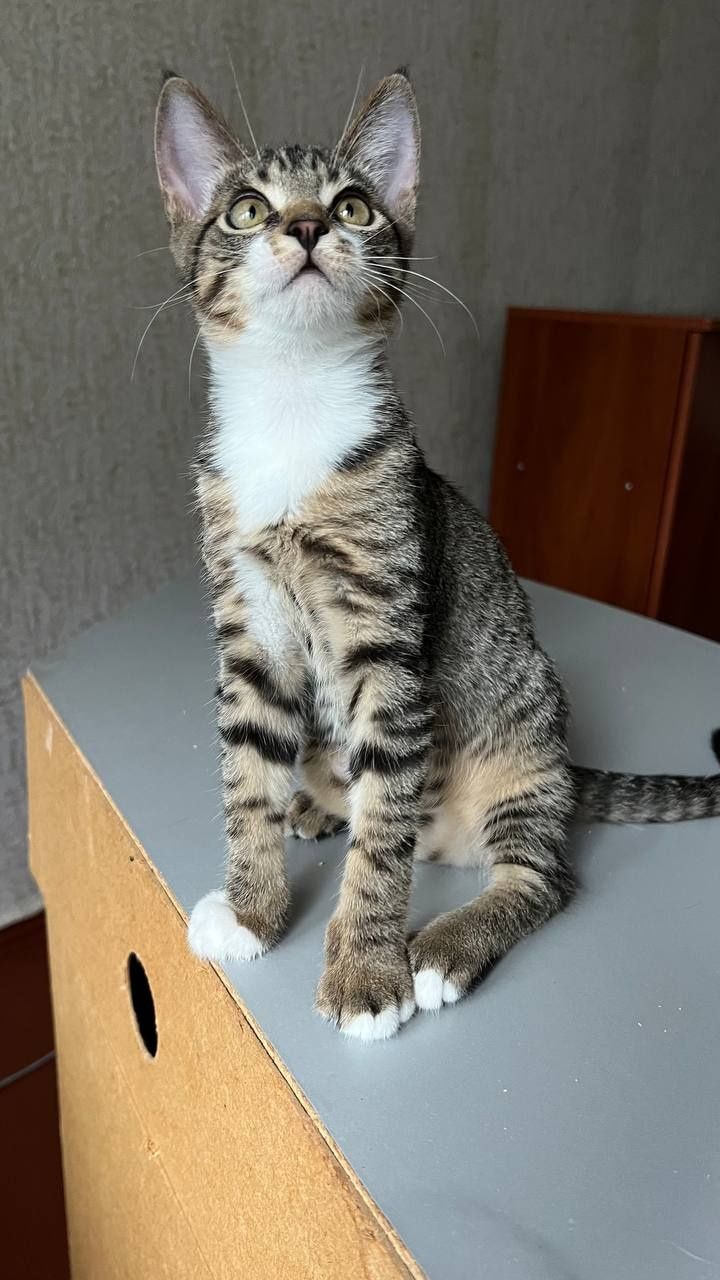 Отдам _ кошки_ котята _ лучик