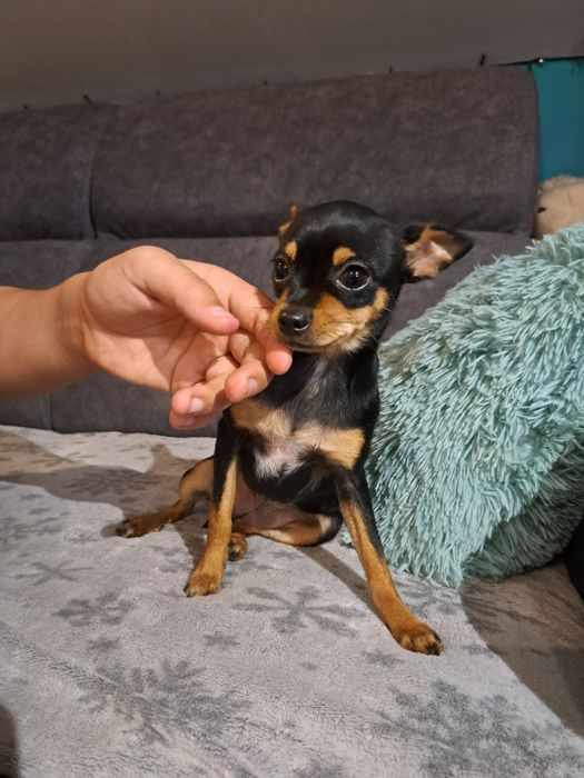 Ratlerek suczka pies piesek szczenię