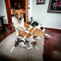 Jack Russel Terrier z rodowodem