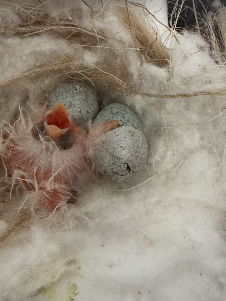 Canários criados em casa com carinho – só para quem ama aves
