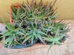Aloe Vera (rebentos)
