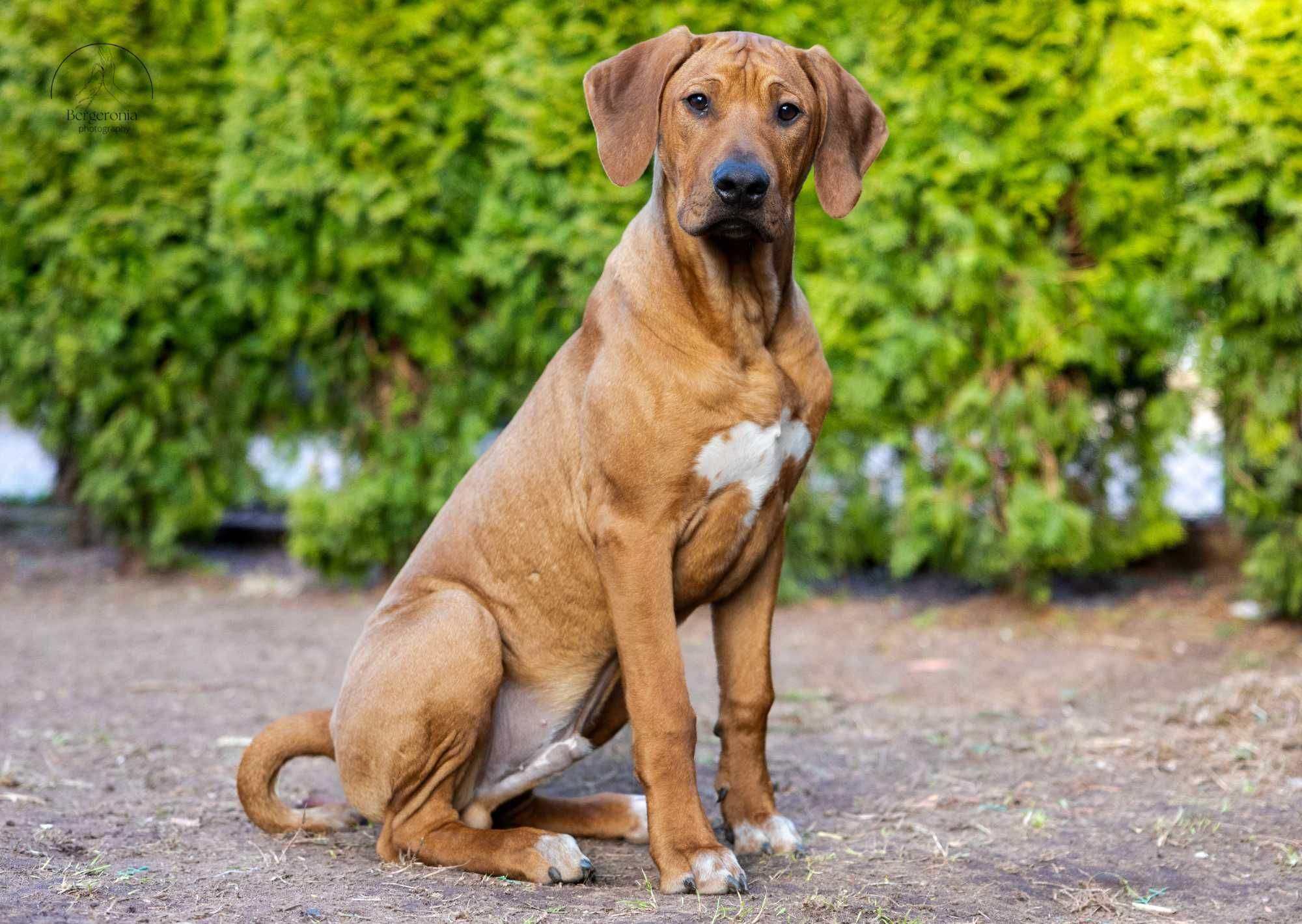 Rhodesian Ridgeback