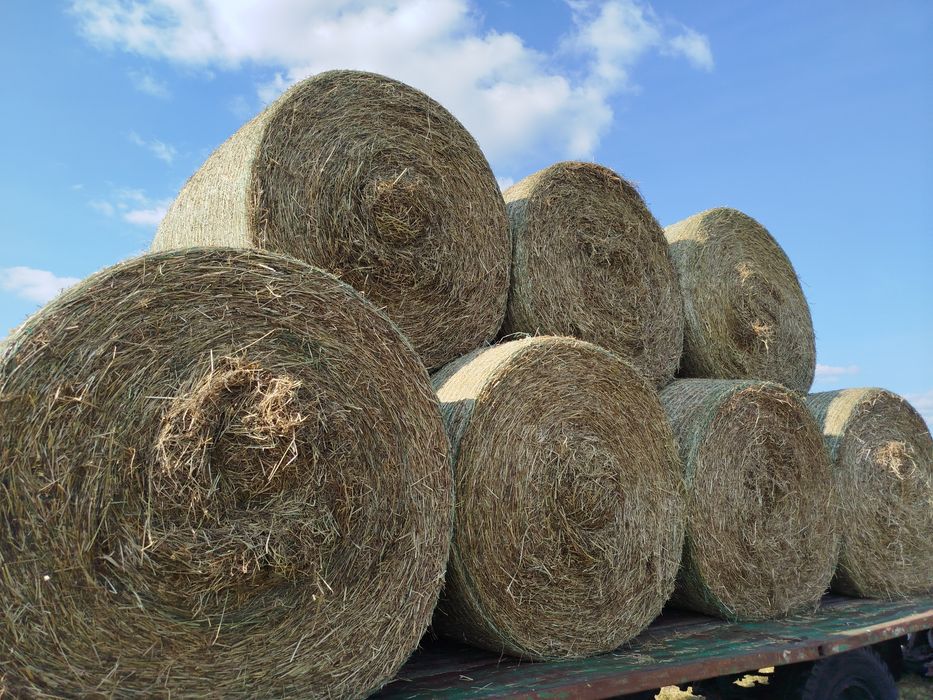 Siano w balotach 120x120