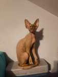 Kociak Devon Rex