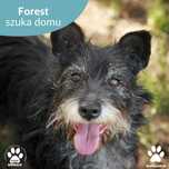 Forest szuka nowego domu!