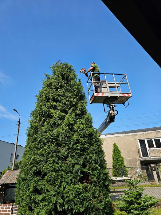 Wycinka drzew, wysokościowa wycinka drzew, wywóz masy zielonej