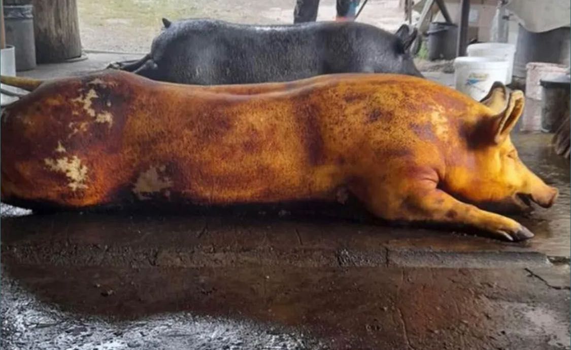 М'ясо свинини туши полу-туши домашніх свиней