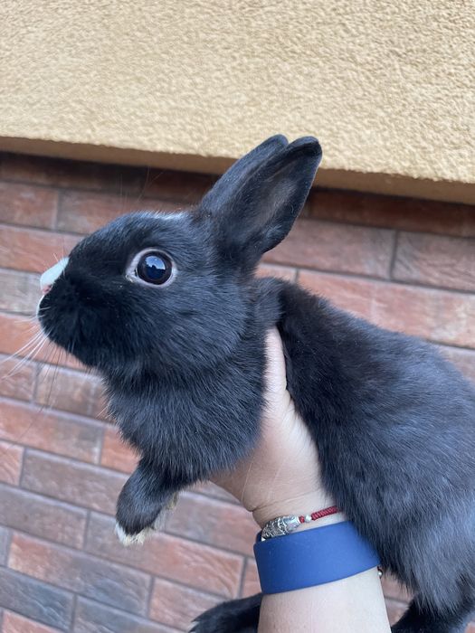 Карликовий міні кролик