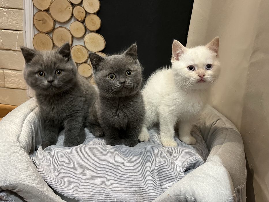 Kotki brytyjskie blue