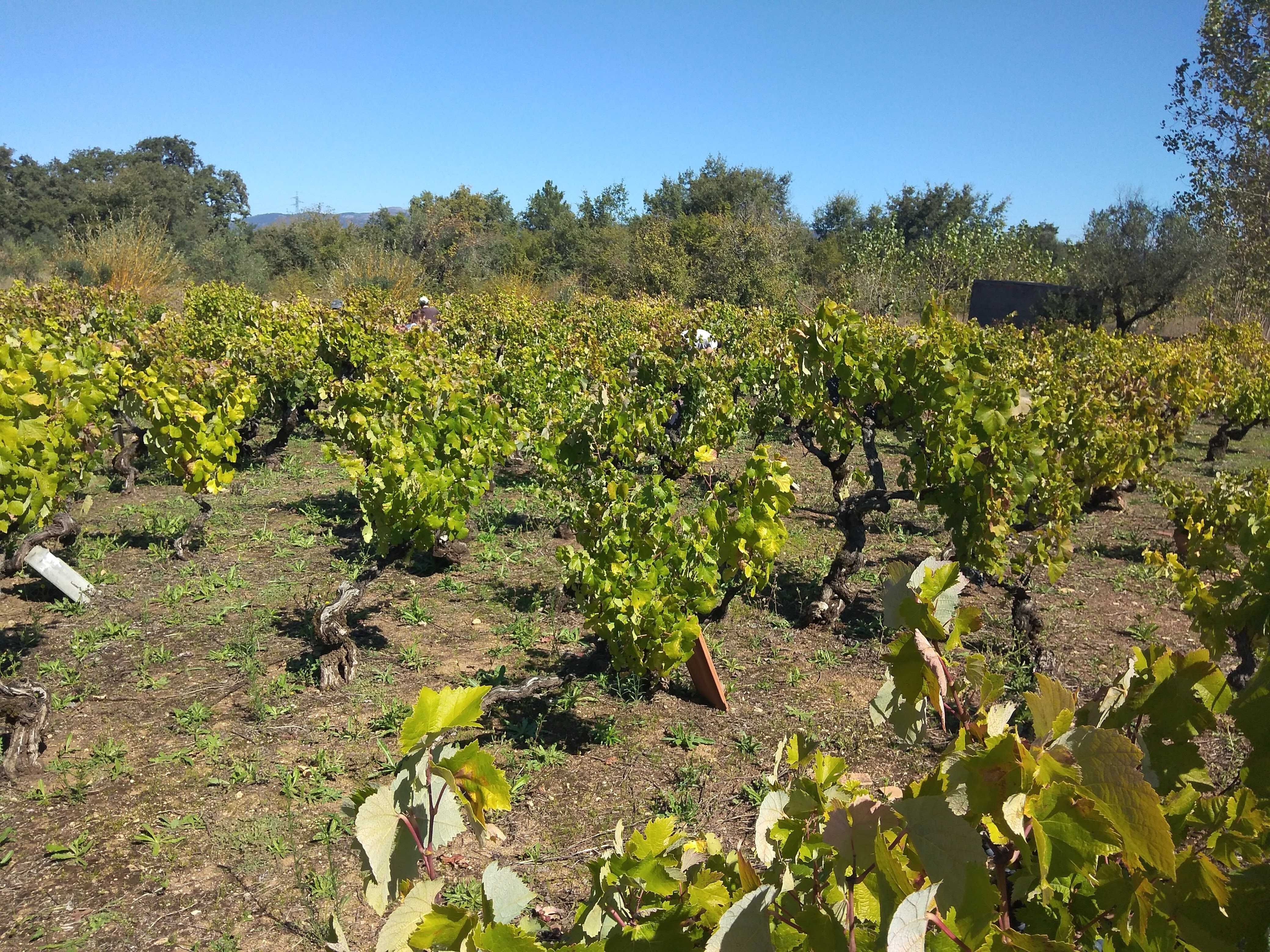 Vendem-se uvas para vinho , Zona Ansião