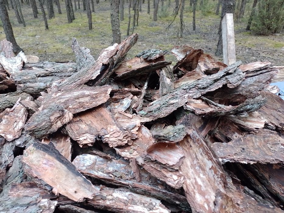 Kora sosnowa workowana