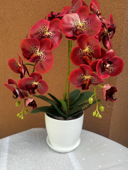 Латексні орхідеї