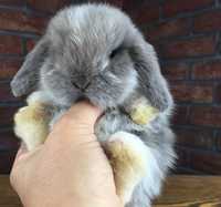 Mini lop bunny mini lopy karzełki miniaturka królik odbiór dowóz