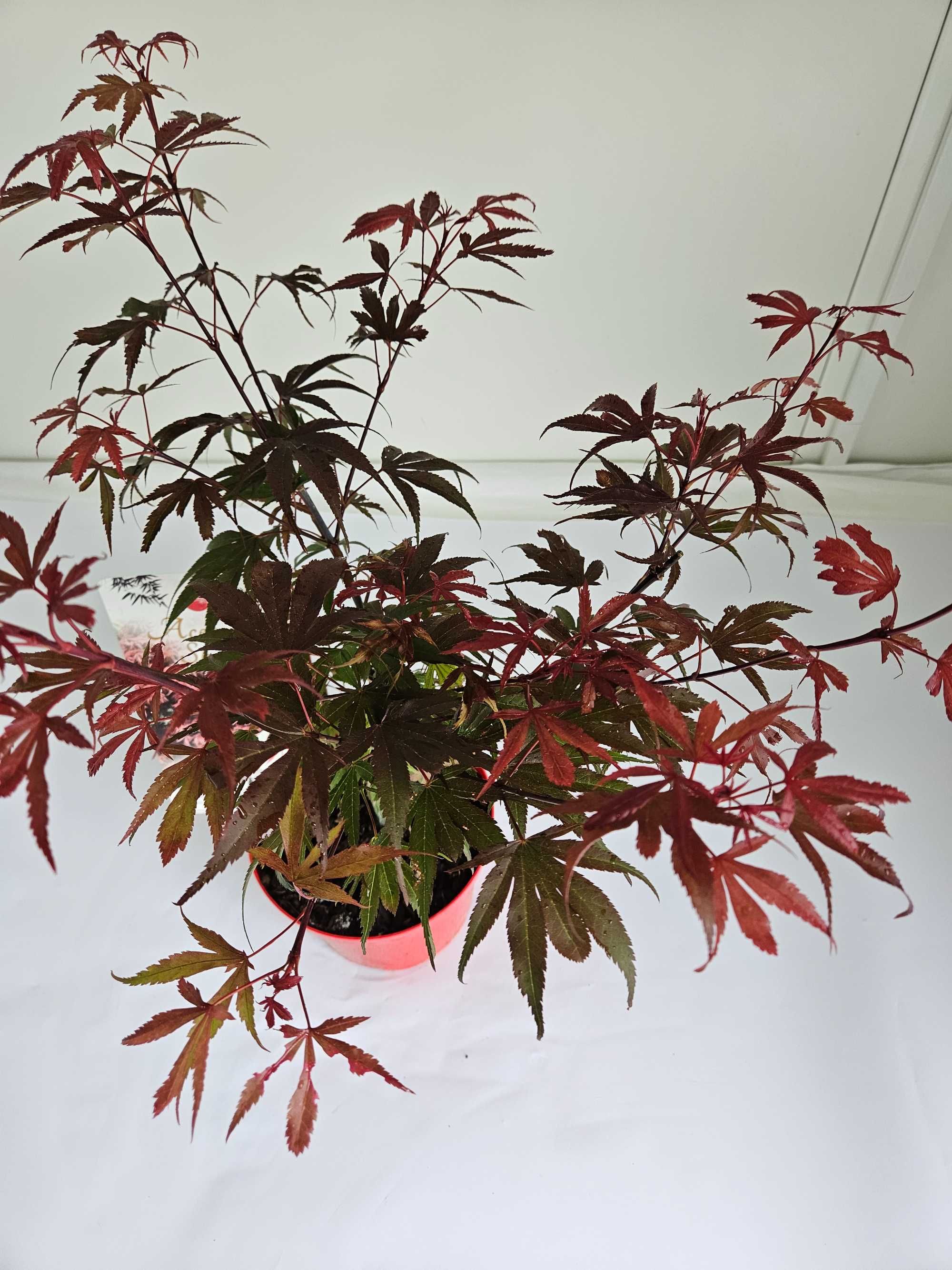 Klon palmowy 'Shaina' (Acer palmatum 'Shaina')