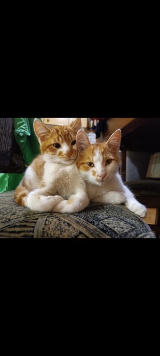 Oddam koty kotki kocurki