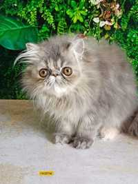 Кому красу в хату персидське кошеня