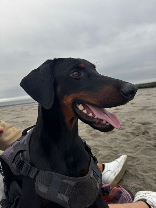 Dobermann macho puro