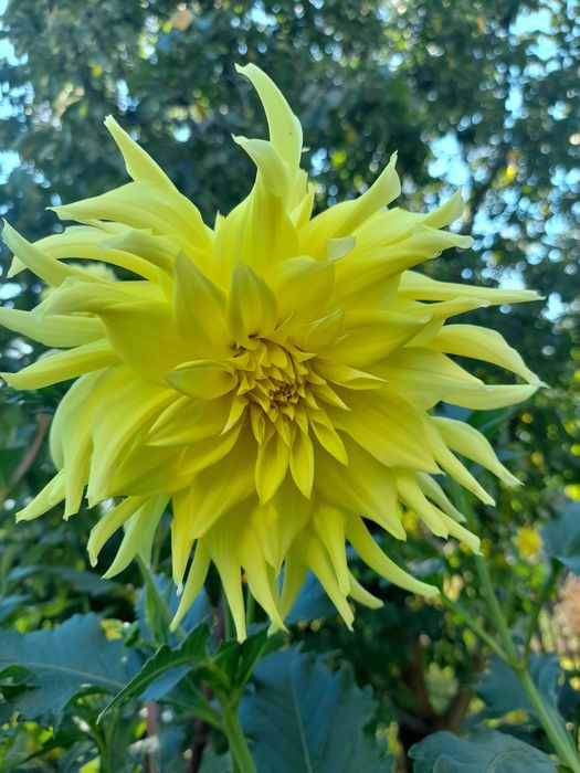 Клубни георгин (жоржина)