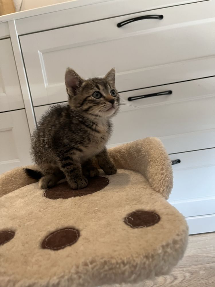 Luna malutka kotka do adopcji