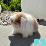 MINI LOP królik karzełek miniaturka ZAREJESTROWANA HODOWLA