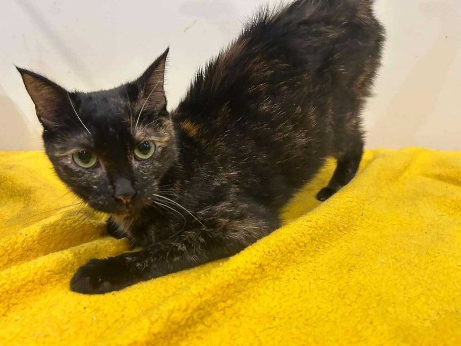 kotka szylkretowa jaga tymczasem aktualne