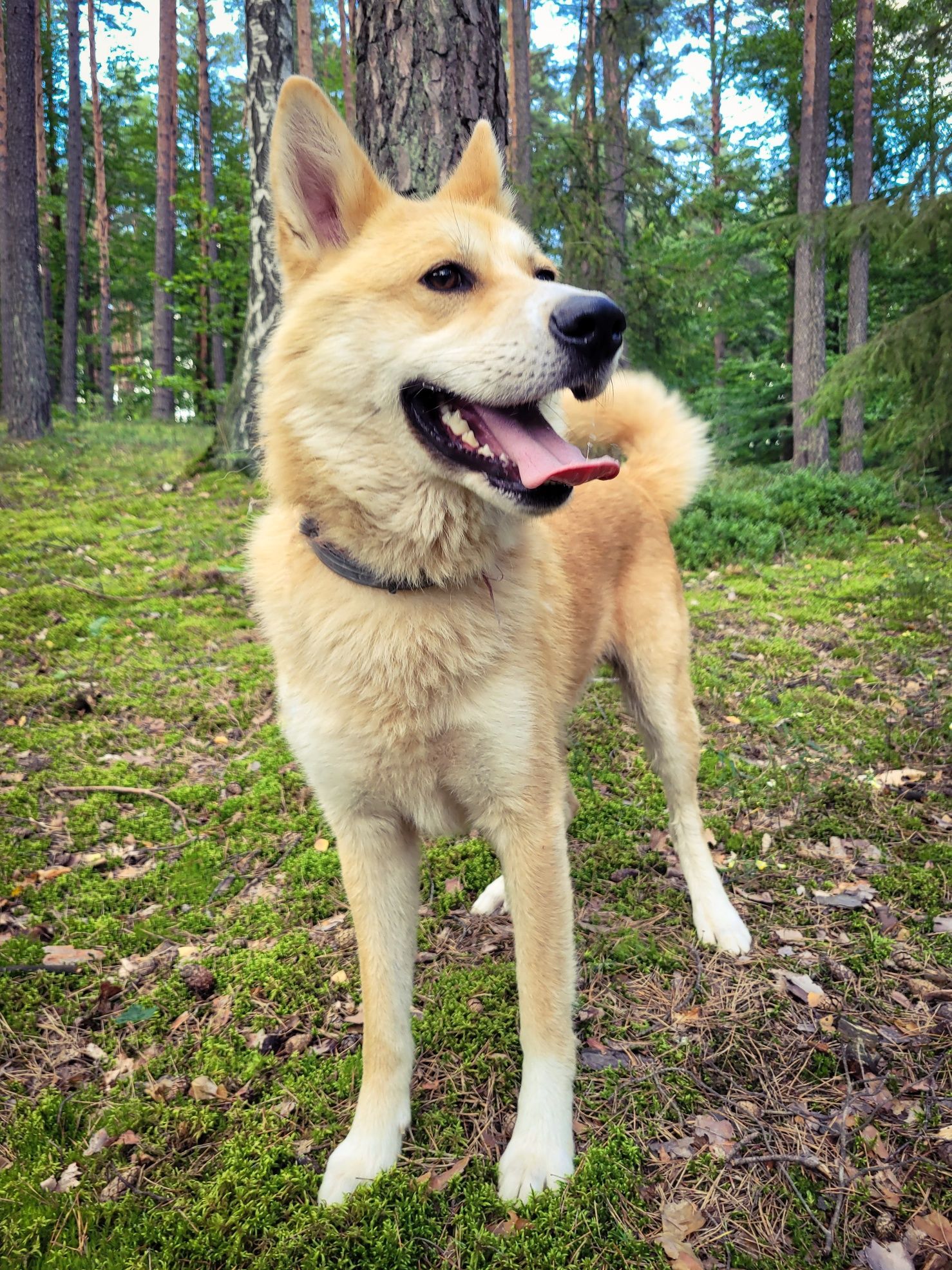 Piękny, młody pies w typie Akity Inu szuka domu / do adopcji