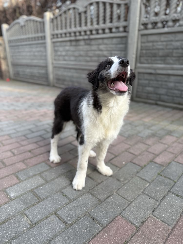 Border Collie suczka gotowy do odbioru