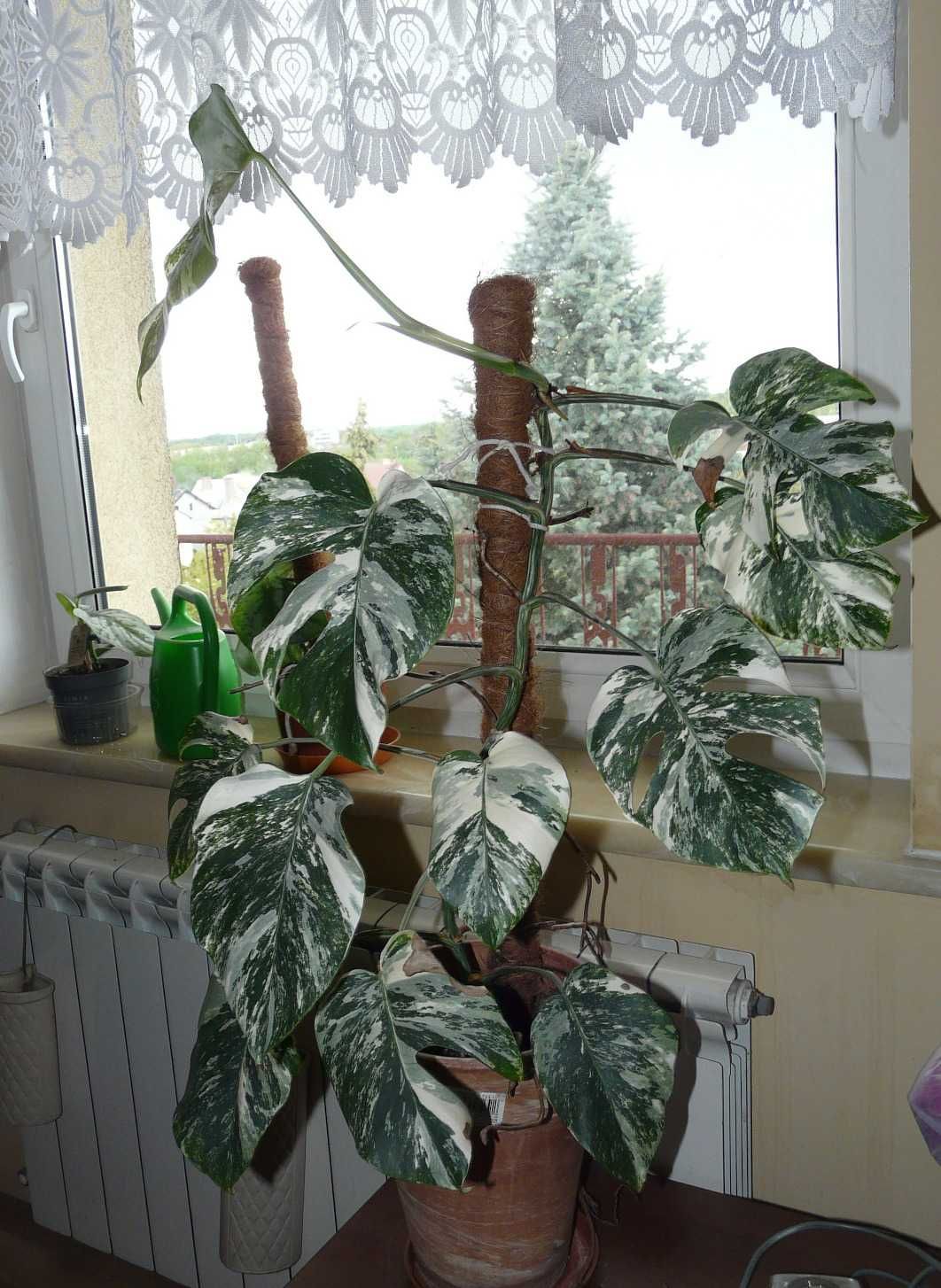 Monstera Variegata sadzonka ukorzeniona super geny