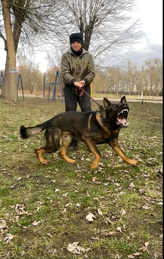 Німецька вівчарка рр