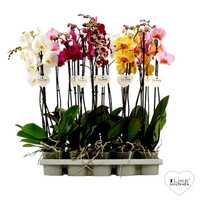 Орхидеи Ванда - Растения и Цветы оптом из Голландии, Европы, Азии