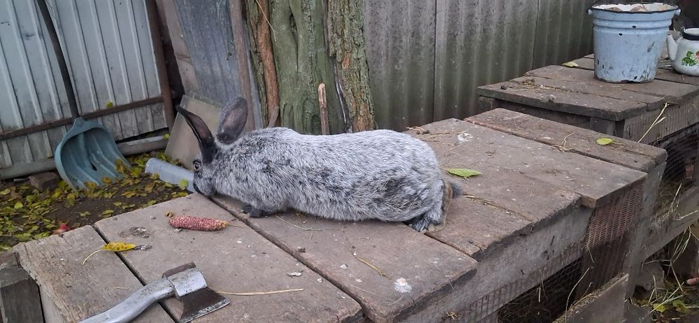 Кролики порада терманські білі та серебро