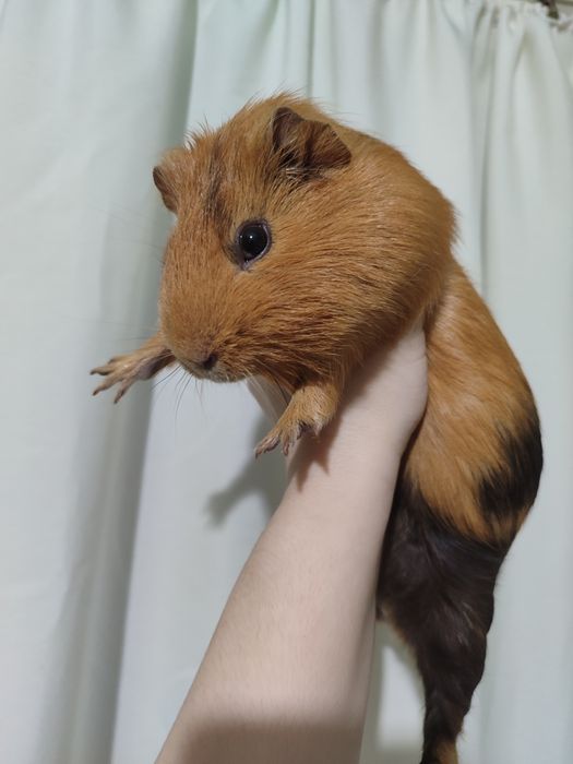 Дві морські свинки хлопчики