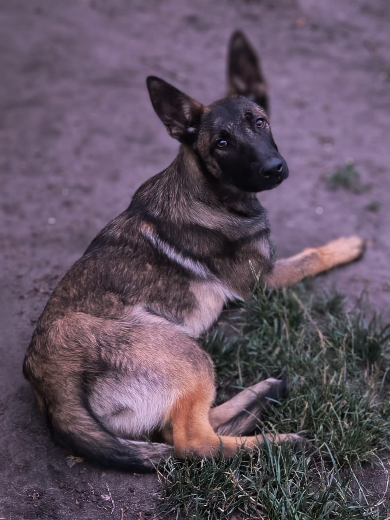 Owczarek belgijski malinois