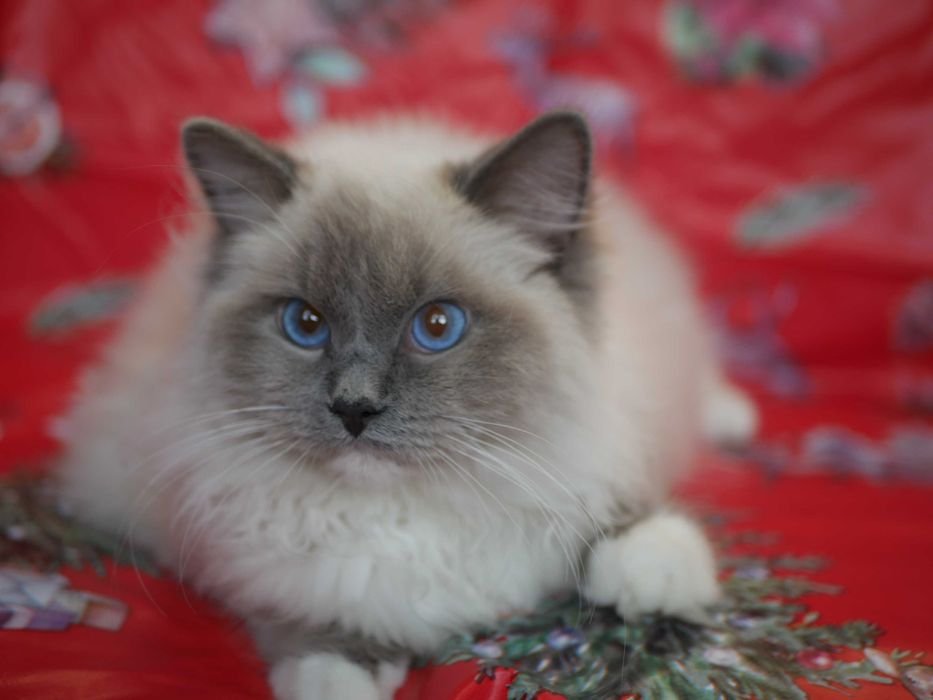 Ragdoll kocurek Eragon po Championie możliwa opcja hodowlana ,FPL,FIFE