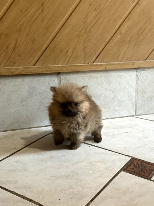 Szpic miniatura szczeniak