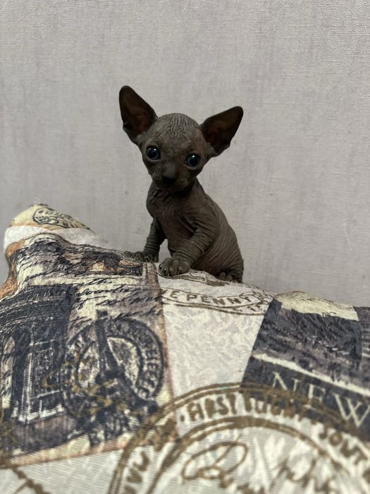 Кошенята канадский сфінкс