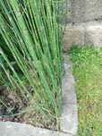 Canas cavalinha  jardim