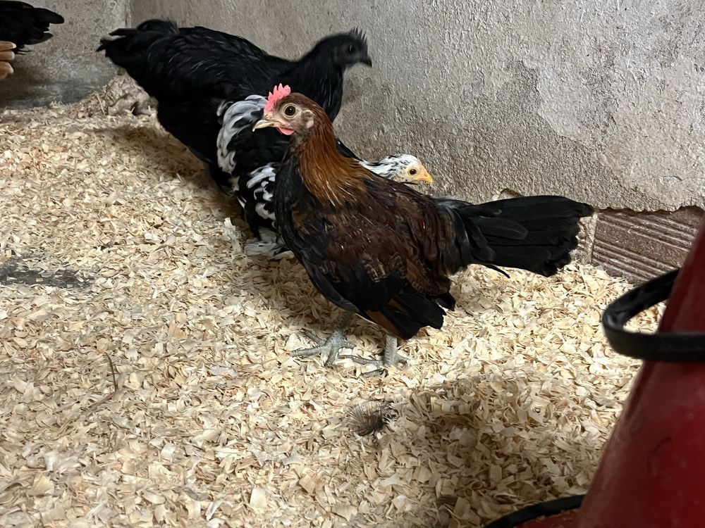 Macho galo brankiva