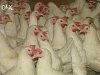 Leghorn Najlepsza Nioska! Wysyłka
