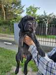 Cane Corso suczka po rodzicach FCI