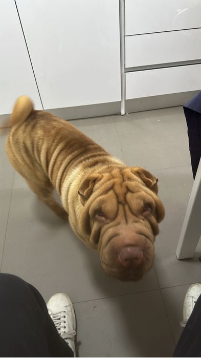 Gucci - Cadela 3 anos sharpei