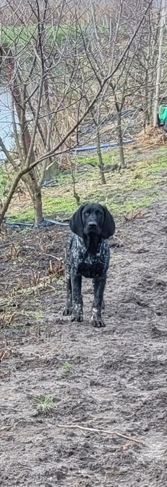 Wyżeł Niemiecki Krótkowłosy Piesek