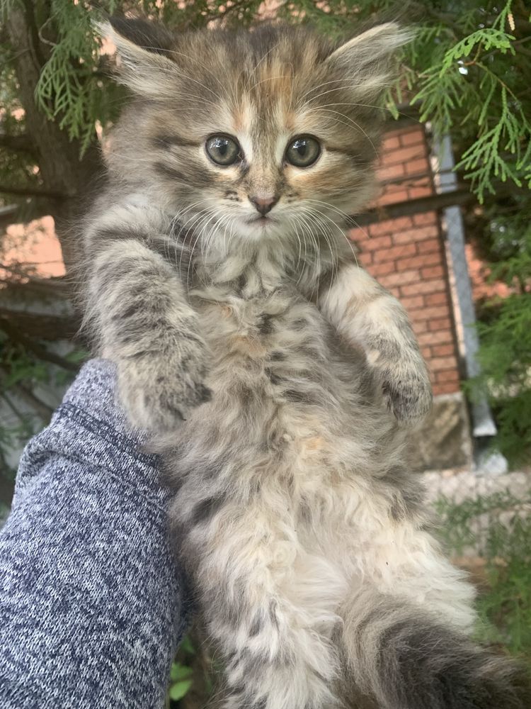 Отдам котят в добрые руки!