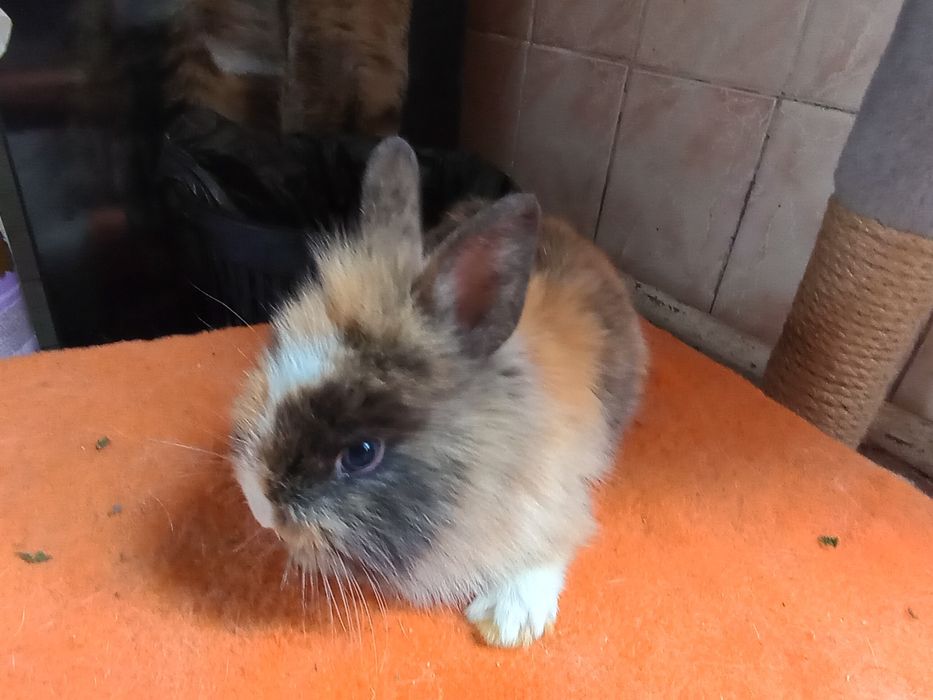 Декоративний карликовий кролик