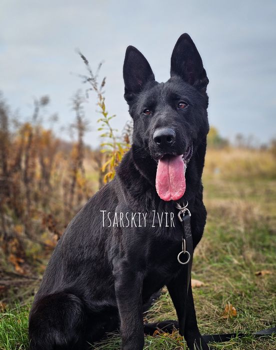 Щенки немецкая овчарка рабочего разведения