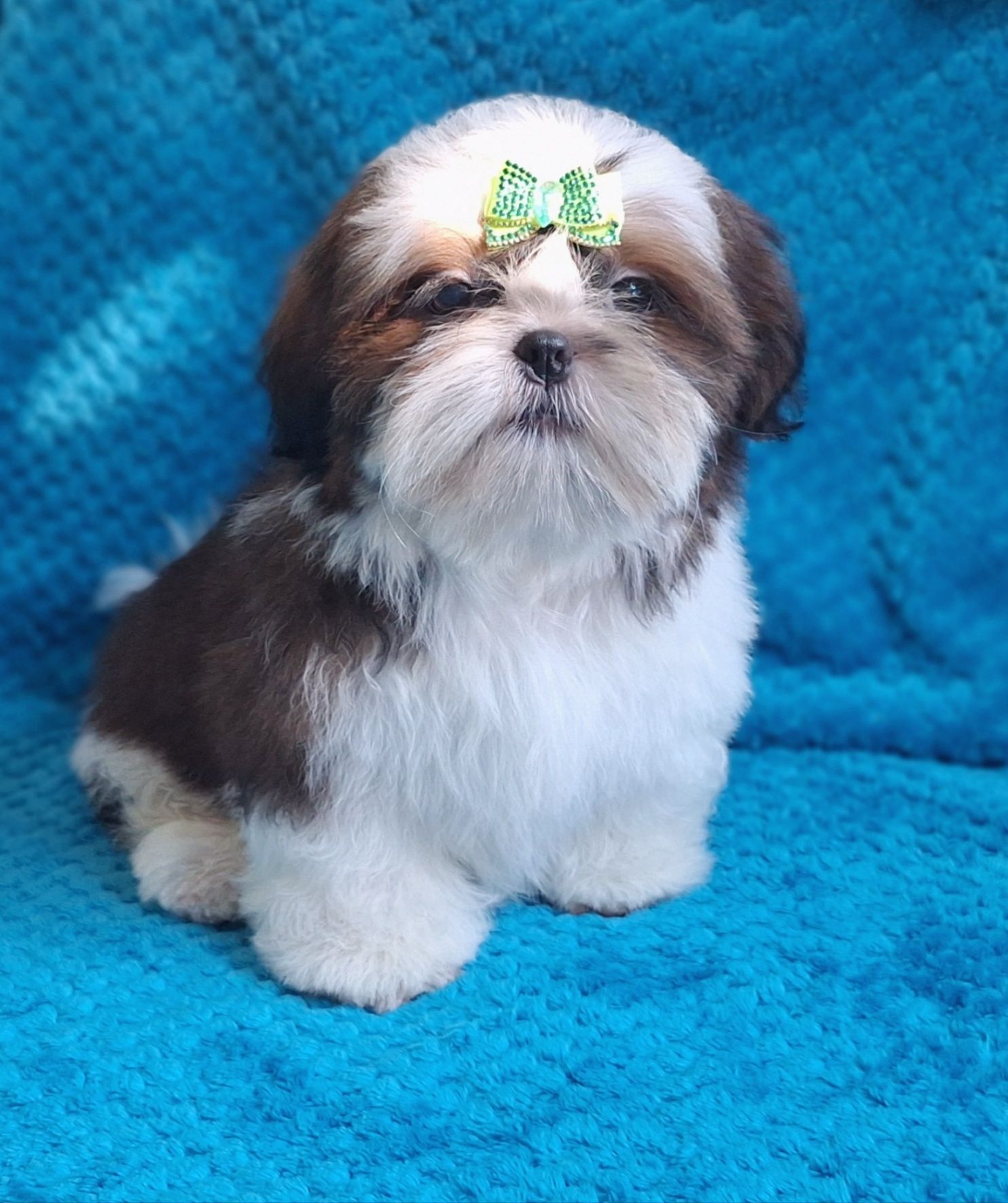 Gotowy do odbioru puchaty Misiu Shih Tzu z rodowodem