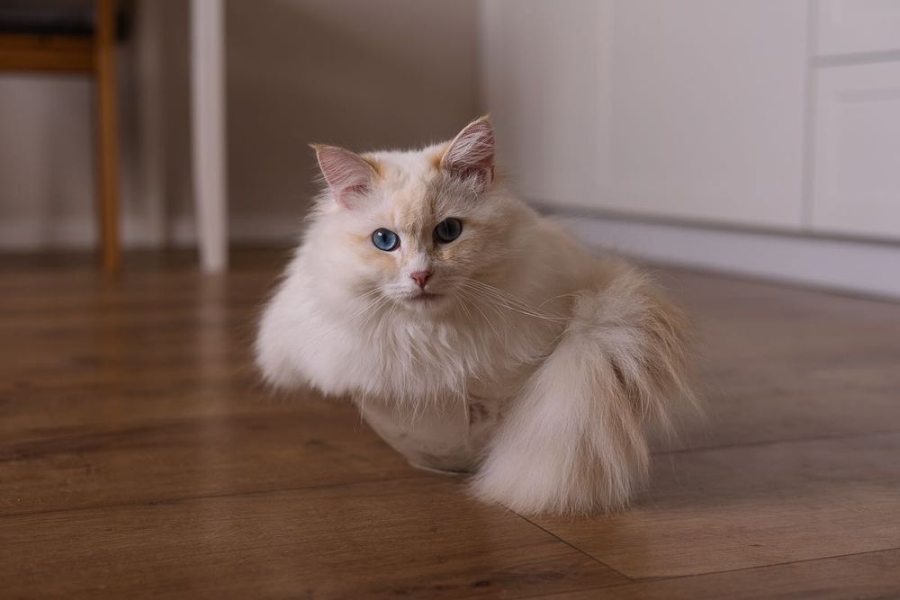 Kremowy Kocurek Neva masquerade z rodowodem FPL - Izumi - BARF